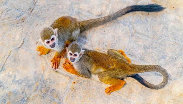 Monkeyland – Half-Day Guided Tour with Transfers - Photo 3